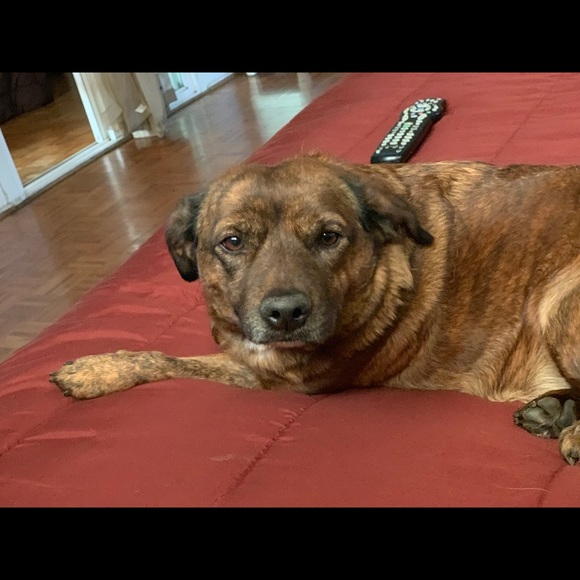 Meet your Posher, Michelle - Picture 4 of 4